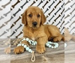 Small #5 Golden Retriever