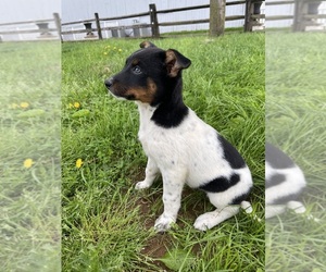 Australian Cattle Dog Puppy for sale in GAP, PA, USA