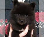 Puppy 4 Pomsky