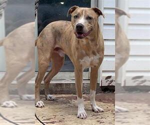 American Staffordshire Terrier-Unknown Mix Dogs for adoption in San Antonio, TX, USA