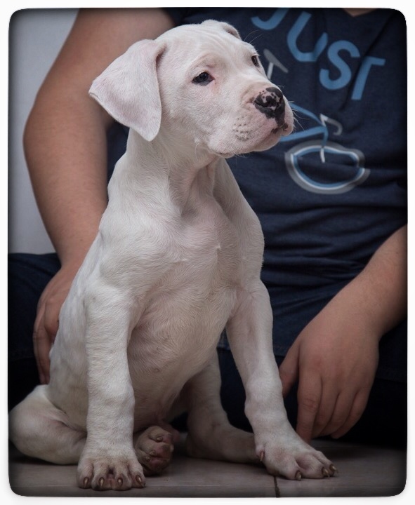 Medium Photo #1 Dogo Argentino Puppy For Sale in COLLEGE STA, TX, USA