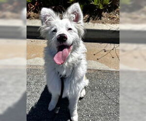 Australian Shepherd Dogs for adoption in Salinas, CA, USA