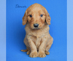 Small Photo #3 Goldendoodle (Miniature) Puppy For Sale in NEW PARIS, IN, USA