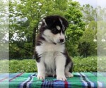 Small Photo #4 Siberian Husky Puppy For Sale in MERCERSBURG, PA, USA