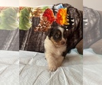 Puppy Dory Australian Shepherd