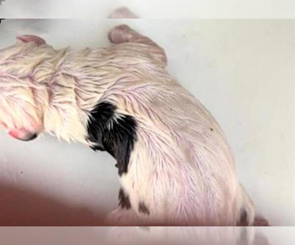 Medium Photo #2 Labrador Retriever-Unknown Mix Puppy For Sale in Houston, TX, USA