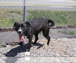Small #8 Labrador Retriever Mix