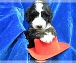 Small Photo #3 Sheepadoodle Puppy For Sale in GROVESPRING, MO, USA