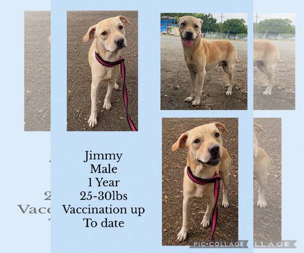 Medium Photo #1 Chihuahua-Siberian Husky Mix Puppy For Sale in Virginia Beach, VA, USA