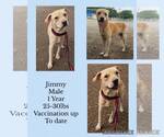 Jimmy - Male Chihuahua-Siberian Husky Mix Dog for Adoption - Small photo
