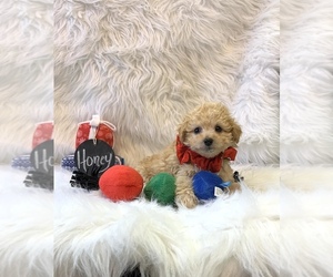 Aussiedoodle-Poodle (Toy) Mix Puppy for sale in REEDS SPRING, MO, USA
