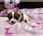 Small Photo #9 Parson Russell Terrier Puppy For Sale in TEMECULA, CA, USA