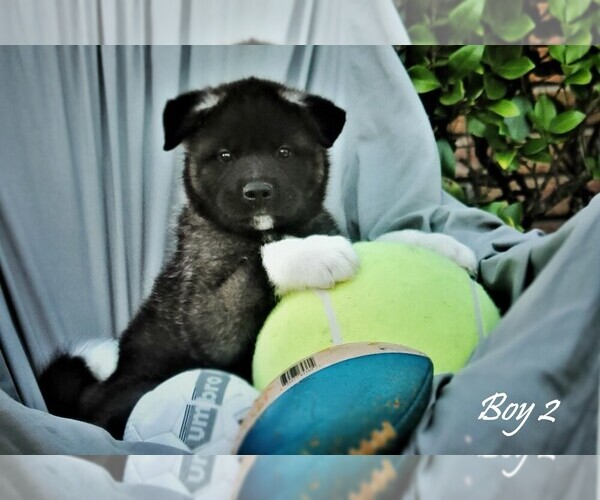 Medium Photo #1 Akita Puppy For Sale in VIDOR, TX, USA