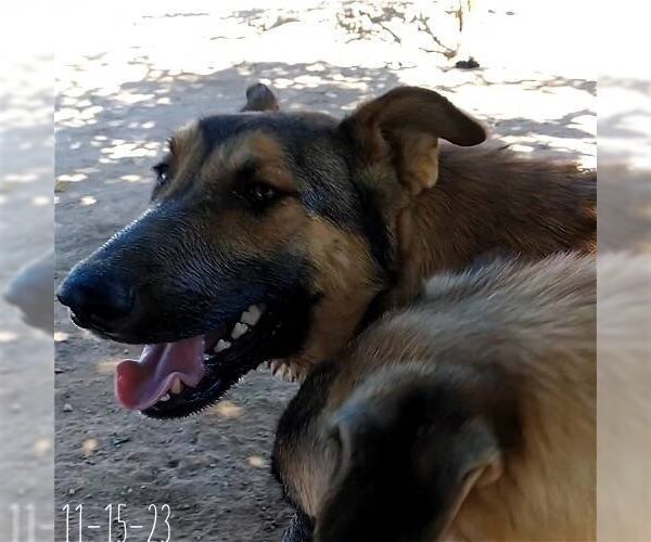 Medium Photo #10 German Shepherd Dog-Unknown Mix Puppy For Sale in Apple Valley, CA, USA