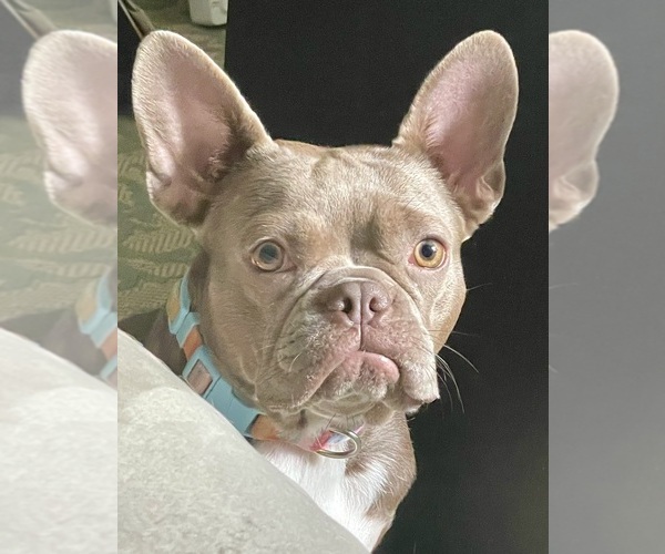 Medium Photo #1 Faux Frenchbo Bulldog Puppy For Sale in LEDYARD, CT, USA