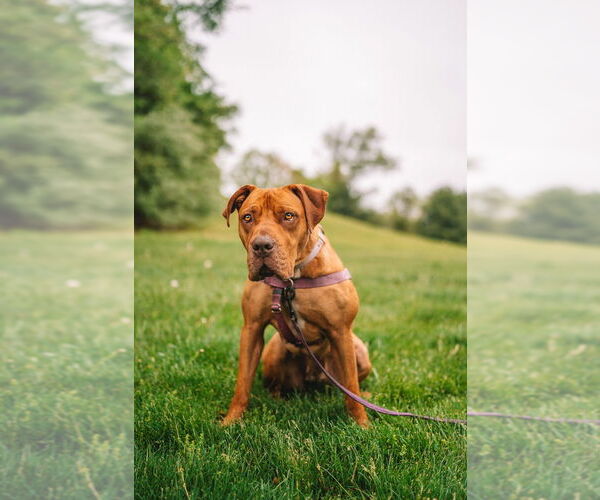 Medium Photo #7 American Staffordshire Terrier Puppy For Sale in Lawrenceville, NJ, USA