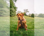 Small #6 American Staffordshire Terrier