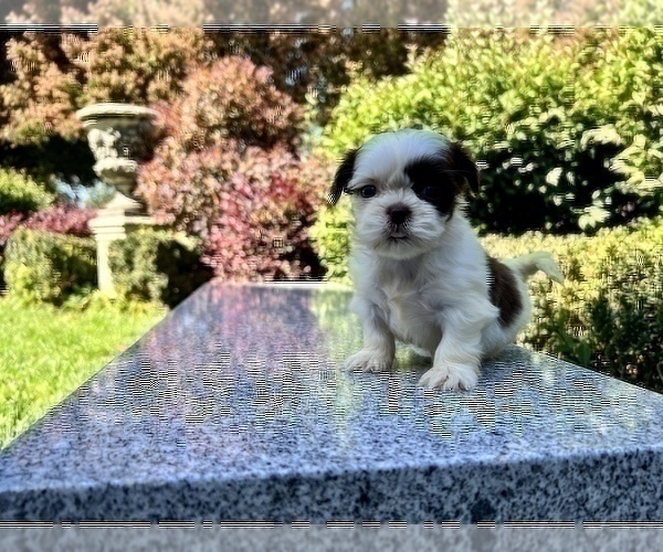 Medium Photo #14 Shih Tzu Puppy For Sale in HAYWARD, CA, USA