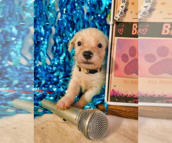 Medium Photo #4 Mutt Puppy For Sale in Raleigh, NC, USA