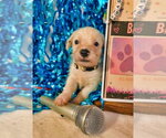 Small #3 Mutt