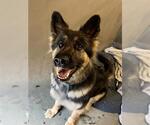 Small German Shepherd Dog