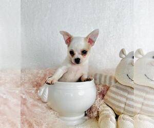Chihuahua Puppy for sale in LUTZ, FL, USA