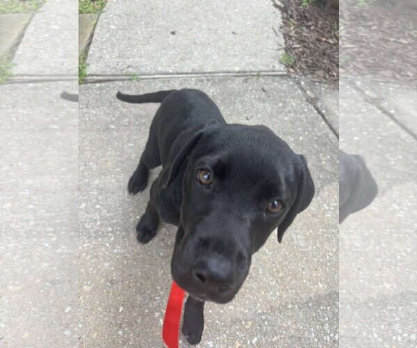 Medium Photo #4 Pointer-Rottweiler Mix Puppy For Sale in McKinney, TX, USA