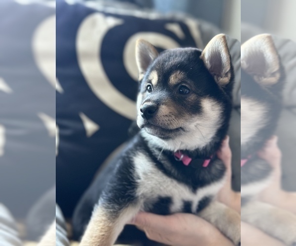 Full screen Photo #3 Shiba Inu Puppy For Sale in DENVER, CO, USA