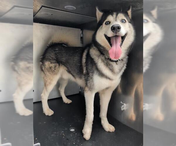 Medium Photo #1 Siberian Husky-Unknown Mix Puppy For Sale in San Antonio, TX, USA