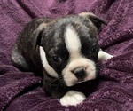 Puppy Charlie Boston Terrier