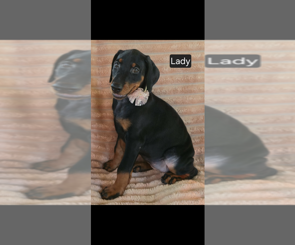Medium Photo #3 Doberman Pinscher Puppy For Sale in POMEROY, OH, USA