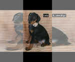 Lady - Female Doberman Pinscher Puppy for Sale - Photo #3