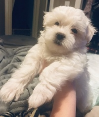 Maltese Puppy for sale in HOLLINS, VA, USA