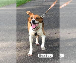 Beagle-Unknown Mix Dogs for adoption in Ellijay, GA, USA