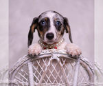 Small Photo #87 Dachshund Puppy For Sale in WARSAW, IN, USA