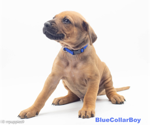 Rhodesian Ridgeback Puppy for sale in RIO VERDE, AZ, USA