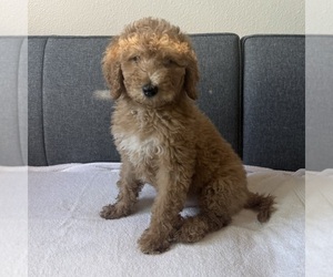 Goldendoodle Puppy for sale in HESPERIA, CA, USA
