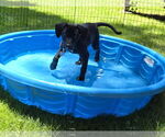 Small Photo #2 Mutt Puppy For Sale in Wakefield, RI, USA