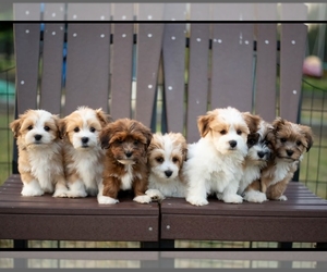 Havanese Puppy for sale in NORTH LAWRENCE, OH, USA