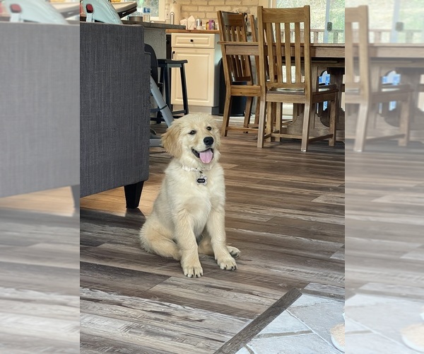 Medium Photo #1 English Cream Golden Retriever-Goldendoodle Mix Puppy For Sale in AUBURN, CA, USA