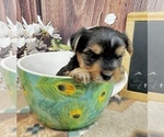 Small #5 Yorkshire Terrier