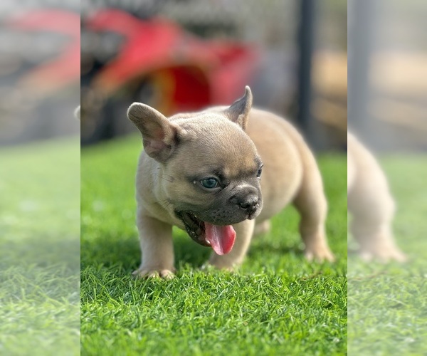 Medium Photo #6 French Bulldog Puppy For Sale in SANTA MONICA, CA, USA
