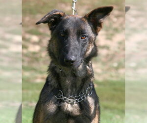 Jasmine - Female Mutt Dog for Adoption - Photo #3