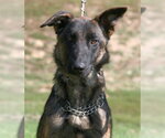 Small Photo #3 Mutt Puppy For Sale in Linton, IN, USA