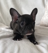 Small Photo #8 French Bulldog Puppy For Sale in CHARLESTON, SC, USA