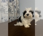 Small #3 Havanese