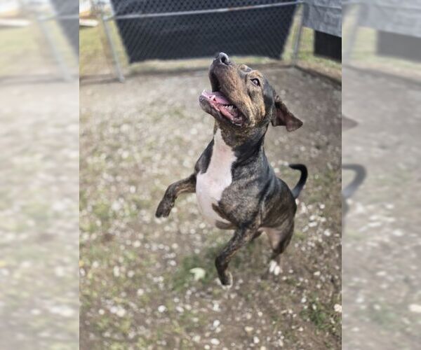 Medium Photo #2 Mutt Puppy For Sale in Crandall, GA, USA