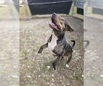 Small #1 Mutt