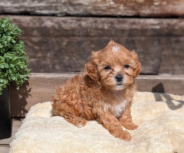 Medium Photo #54 Cavapoo (Miniature) Puppy For Sale in GOSHEN, IN, USA