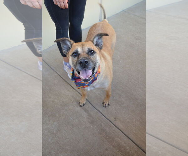 Medium Photo #2 Black Mouth Cur-Unknown Mix Puppy For Sale in McKinney, TX, USA